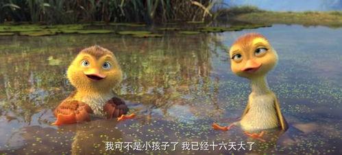 鴨子國產(chǎn)視頻,鴨子的趣味生活大揭秘